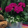 Герань (пеларгония садовая) (Pelargonium x hortorum)