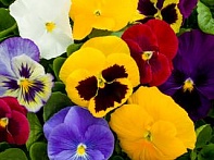 Виола Виттрока