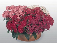 Пентас ланцетовидный (New Look)