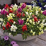 Львиный зев (Антирринум) большой (Antirrhinum majus)