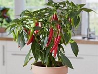 Перец летний (Hot Joker)