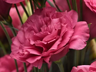 Лизиантус (Эустома) крупноцветковый (Can Can)