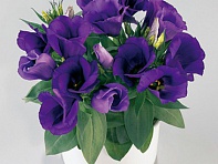 Лизиантус (Эустома) крупноцветковый (Carmen F1)