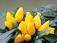 Перец летний (Salsa)