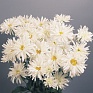 Нивяник превосходный (Leucanthemum x superbum)