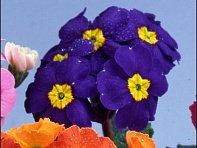 Примула полиантовая (многоцветковая) (Pacific)