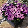 Остеоспермум Эклона (Osteospermum eclonis)