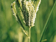 Каракан (Green Cat)