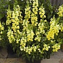 Львиный зев (Антирринум) большой (Antirrhinum majus)