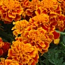 Бархатцы отклоненные (Tagetes patula)