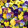 Виола рогатая (Viola cornuta)