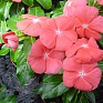 Катарантус розовый (Vinca rosea)