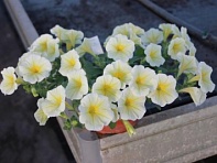 Петуния ампельная гибридная (Pendolino F1)