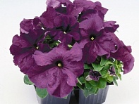 Петуния крупноцветковая (генетически компактная) (Limbo GP F1)