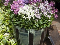 Немезия лазоревая (Seventh Heaven F1)