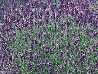 Лаванда узколистная (Hidcote)