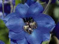 Дельфиниум гибридный (Benary's Pacific)