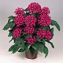 Пентас ланцетовидный (Pentas lanceolata)