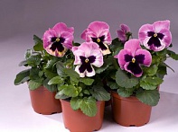 Виола Виттрока