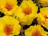 Портулак крупноцветковый (Happy Trails)