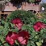 Гибискус мускусный (Hibiscus moscheutos)