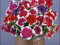 Петуния крупноцветковая (Donna F1)