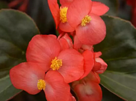 Бегония гибридная ампельная (бронзовая листва)