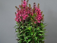 Лобелия прекрасная (Starship F1)