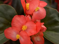 Бегония гибридная ампельная (бронзовая листва) (Dragon Wing F1)