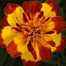 Бархатцы отклоненные (Tagetes patula)