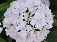 Гвоздика турецкая (Dash F1)