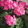 Герань (пеларгония садовая) генетически компактная (Pelargonium x hortorum)