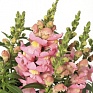Львиный зев (Антирринум) большой (Antirrhinum majus)