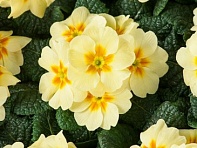 Примула бесстебельная (Optic F1)