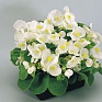 Бегония вечноцветущая (зеленая листва) (Begonia semperflorens)