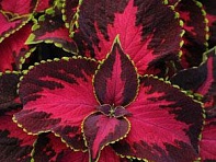 Колеус гибридный (Premium Sun)