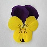 Виола рогатая (Viola cornuta)