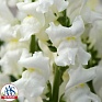 Львиный зев (Антирринум) большой (Antirrhinum majus)