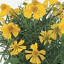 Гелениум горький (Helenium amarum)