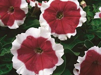 Петуния крупноцветковая (Frost F1)