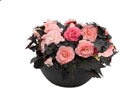 Бегония клубневая махровая