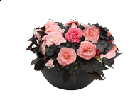 Бегония клубневая махровая (Nonstop Mocca F1)