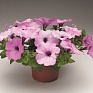 Петуния ампельная гибридная (Petunia x hybrida)