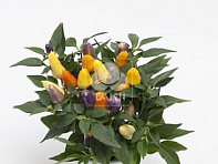 Перец летний (Cubana)