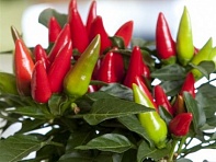 Перец летний (Salsa XP)