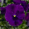 Виола Виттрока (Viola wittrockiana)