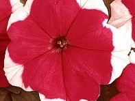 Петуния крупноцветковая (Dreams F1)