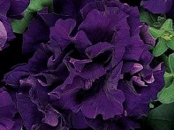 Петуния крупноцветковая махровая