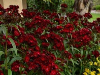 Гвоздика турецкая (Dash F1)