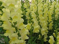 Львиный зев (Антирринум) большой (Rocket F1)